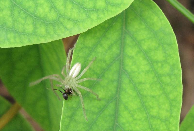Micrommata virescens ?